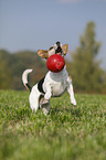 jumping Jack Russell Terrier