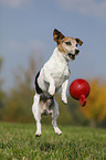 jumping Jack Russell Terrier