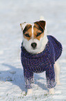 Jack Russell Terrier wears pullover