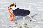 playing Jack Russell Terrier