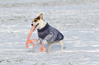 playing Jack Russell Terrier