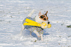 playing Jack Russell Terrier