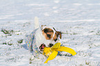 Jack Russell Terrier with toy