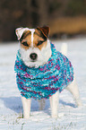 Jack Russell Terrier wears pullover