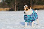 Jack Russell Terrier wears pullover
