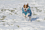 running Jack Russell Terrier