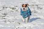 running Jack Russell Terrier