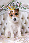 sitting Jack Russell Terrier