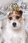 Jack Russell Terriern Portrait