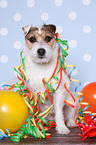 sitting Jack Russell Terrier