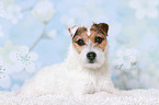 lying Jack Russell Terrier