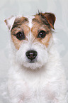 Jack Russell Terriern Portrait