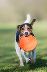 playing Jack Russell Terrier