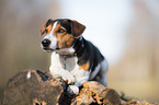 lying Jack Russell Terrier