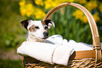 Jack Russell Terrier in basket