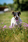 yawning Jack Russell Terrier