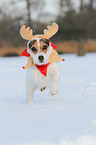 Jack Russell Terrier in the snow