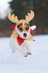 Jack Russell Terrier in the snow