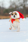 Jack Russell Terrier in the snow