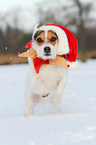 Jack Russell Terrier in the snow