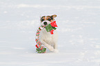 playing Jack Russell Terrier