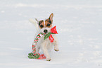 playing Jack Russell Terrier