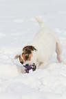 playing Jack Russell Terrier