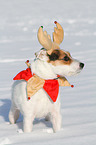 Jack Russell Terrier in the snow