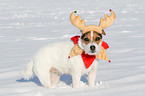 Jack Russell Terrier in the snow