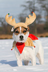 Jack Russell Terrier in the snow