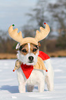 Jack Russell Terrier in the snow