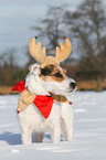 Jack Russell Terrier in the snow