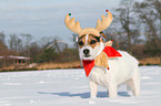 Jack Russell Terrier in the snow