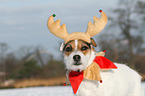 Jack Russell Terrier Portrait