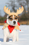 Jack Russell Terrier in the snow