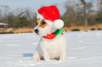 sitting Jack Russell Terrier