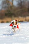 Jack Russell Terrier in the snow