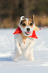 Jack Russell Terrier in the snow