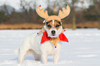 Jack Russell Terrier in the snow