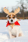 sitting Jack Russell Terrier