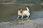 Jack Russell Terrier