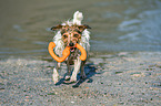 playing Jack Russell Terrier