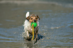 playing Jack Russell Terrier