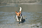 running Jack Russell Terrier