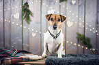 sitting Jack Russell Terrier