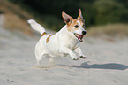 running Jack Russell Terrier