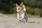 running Jack Russell Terrier