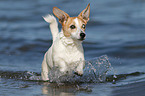 running Jack Russell Terrier