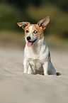 sitting Jack Russell Terrier