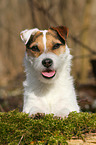 Jack Russell Terrier